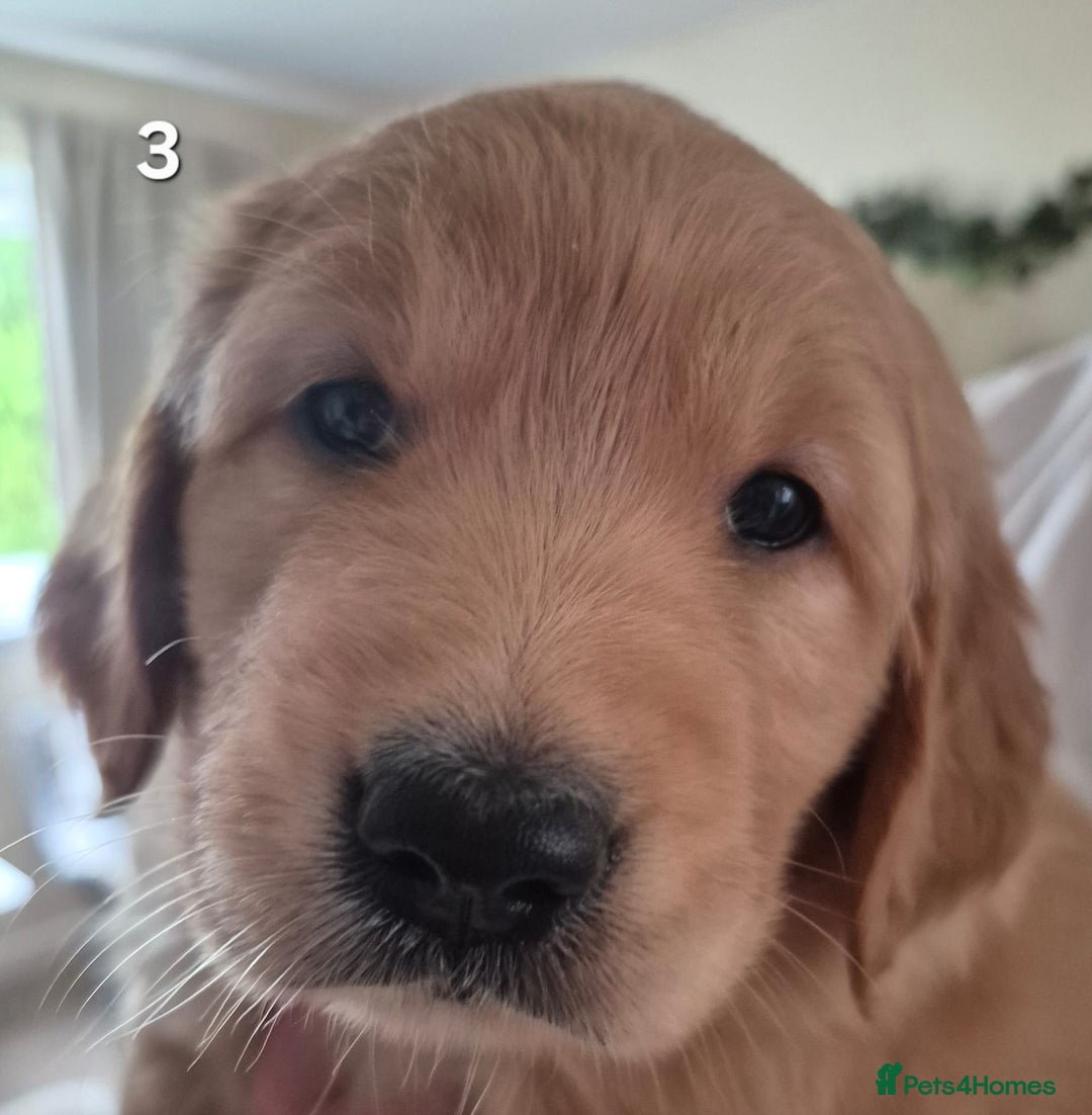 Golden Retriever dogs for sale: Beautiful Gold Bitch - Image 2