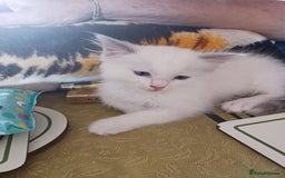 Ragdoll cats for sale: CUTE RAGDOLL KITTENS  - Image 12