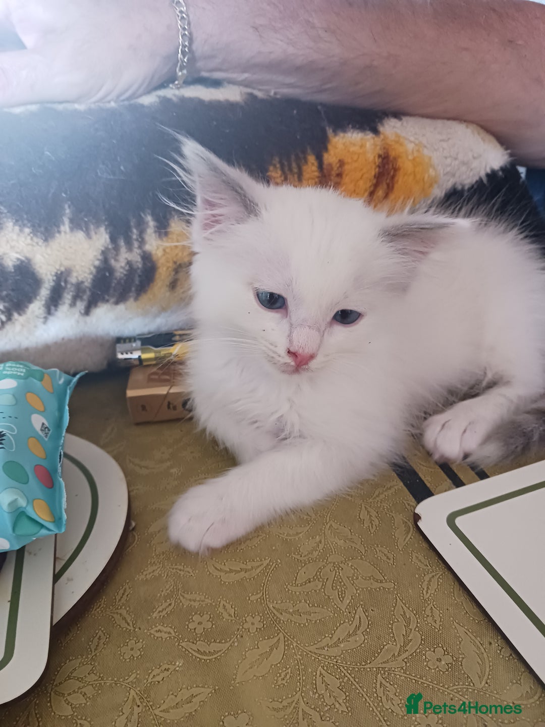 Ragdoll cats for sale: CUTE RAGDOLL KITTENS  - Image 12