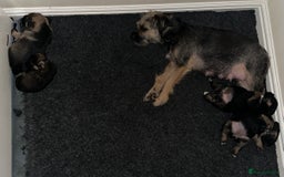 Border Terrier dogs for sale: Stunning SLEM clear KC reg blue and tan bitch pup - Image 12