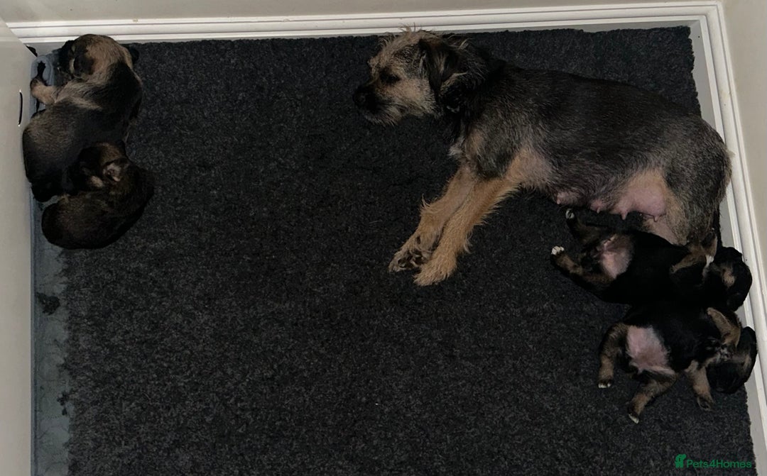 Border Terrier dogs for sale: Stunning SLEM clear KC reg blue and tan bitch pup - Image 12