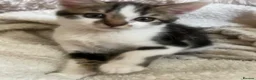 Mixed Breed cats for sale: Kittens ready to go 9 weeks old  in Nuneaton - Advert 8