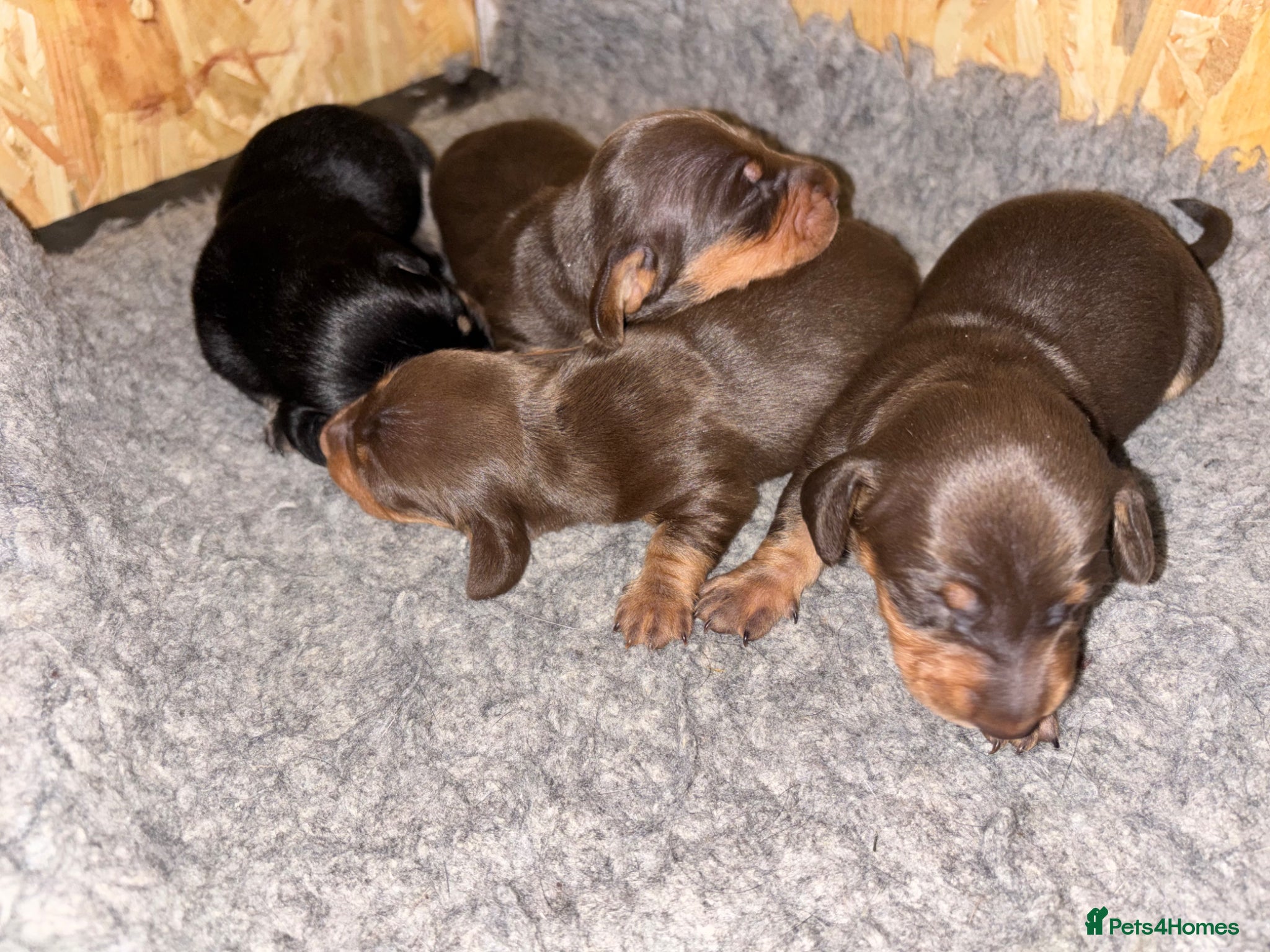 Miniature Dachshund dogs KC registered miniature smooth haired dachshunds - Advert 1