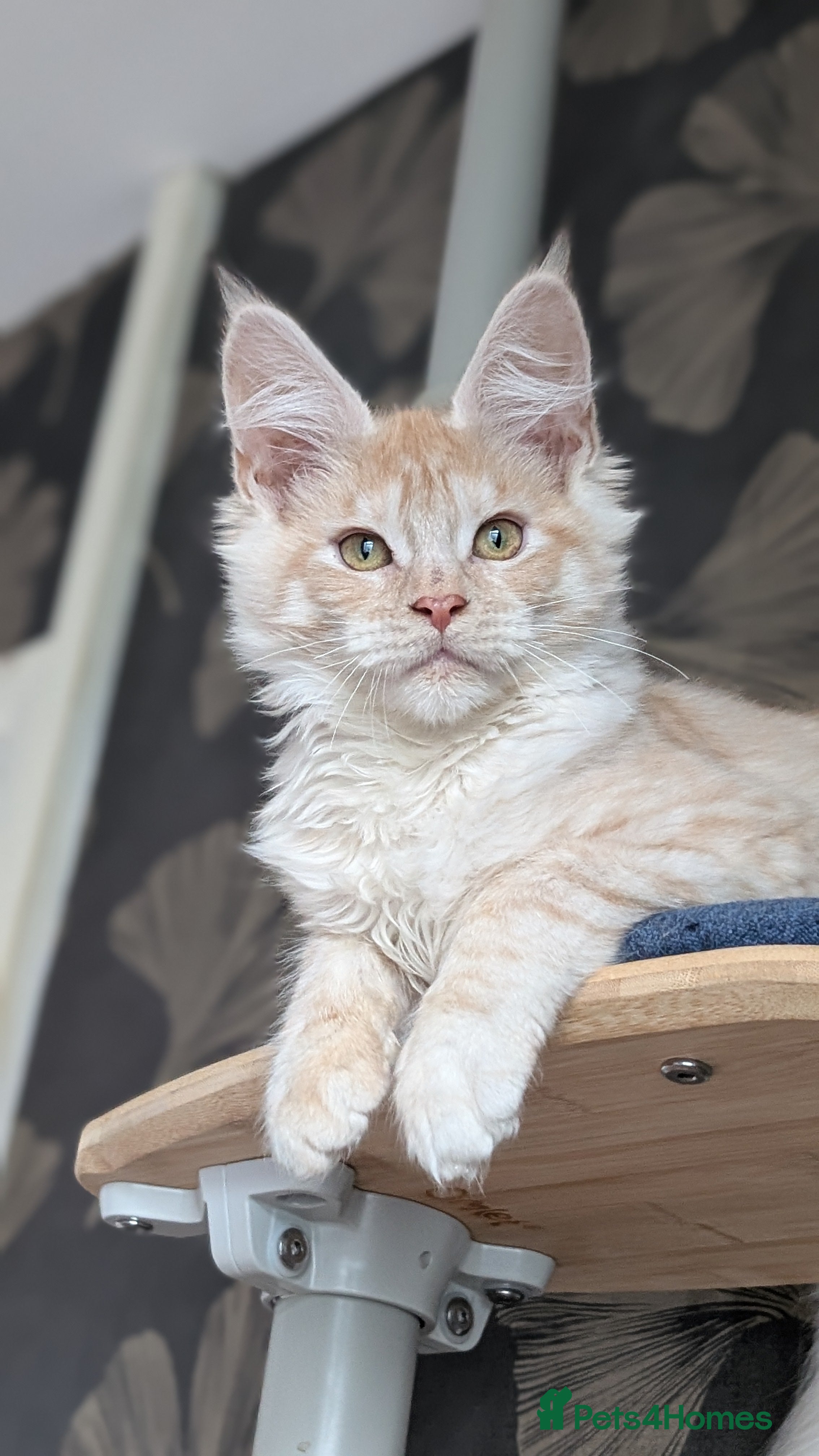 Maine Coon cats Pedigree, Tica registered kittens - Advert 1