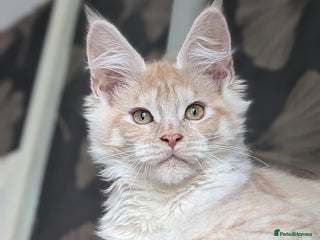 Maine Coon cats Pedigree, Tica registered kittens - Advert 16