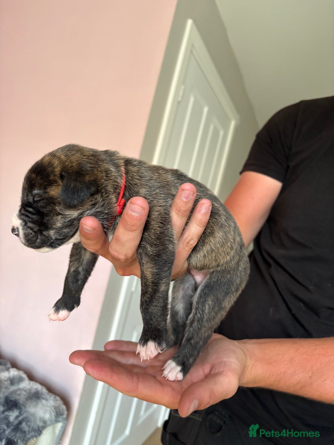 Mixed Breed dogs for sale: Cane corso x rottie - Image 13