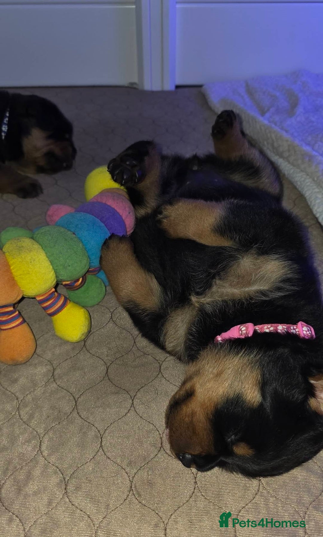 Rottweiler dogs for sale: outstanding Rottweiler pups excellent bloodlines. - Advert 15