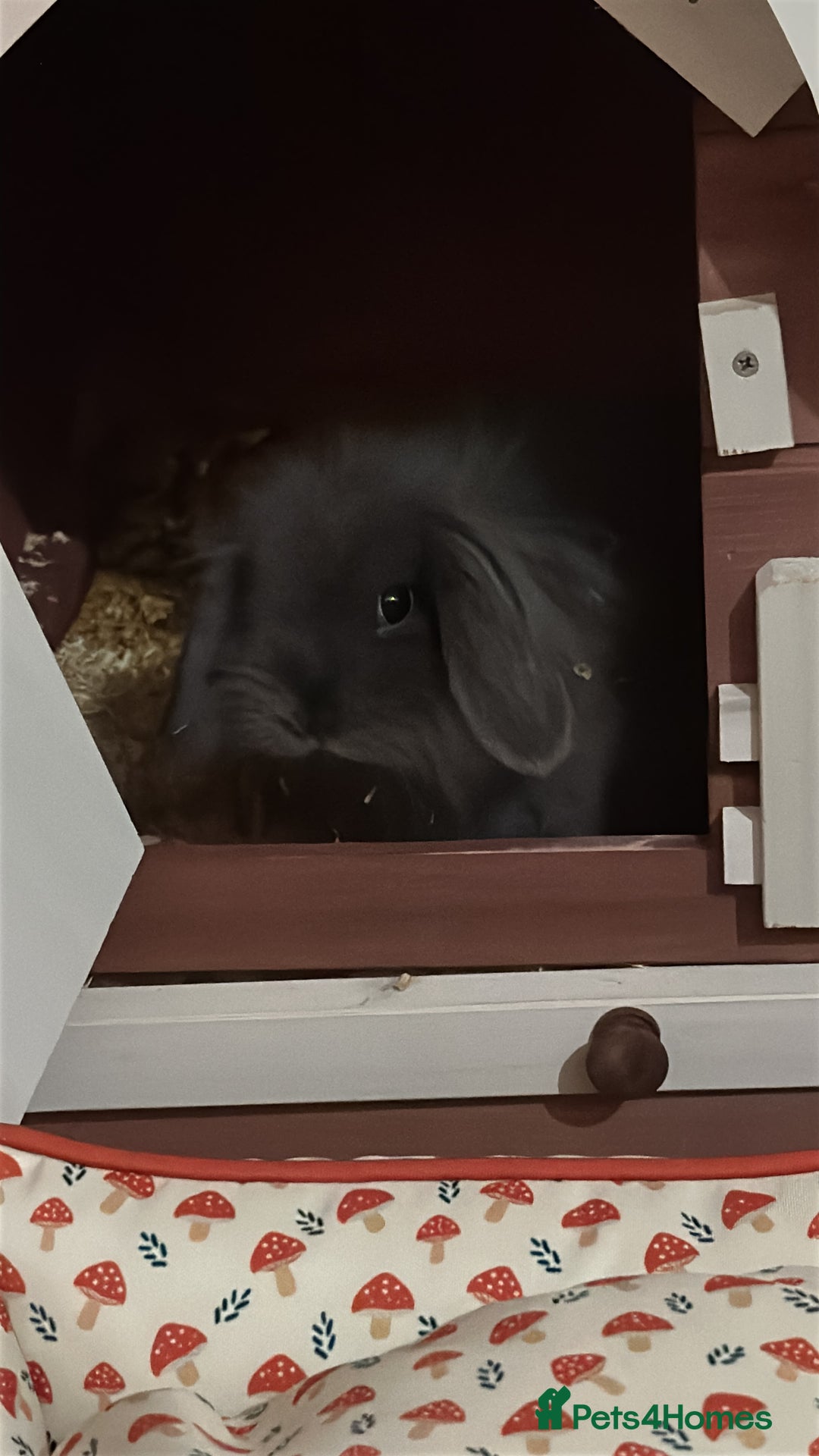 Mini Lop rabbits for sale: Grey female mini lop baby rabbit  - Advert 5
