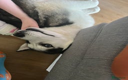 Siberian Husky dogs for sale: Beautiful, Loving Female Husky - Image 3