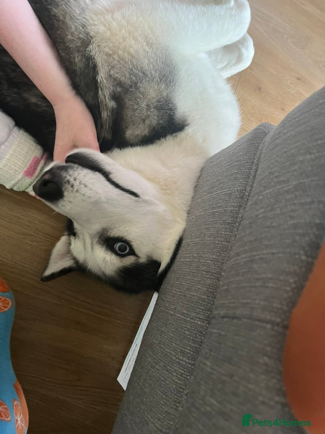 Siberian Husky dogs for sale: Beautiful, Loving Female Husky - Image 3