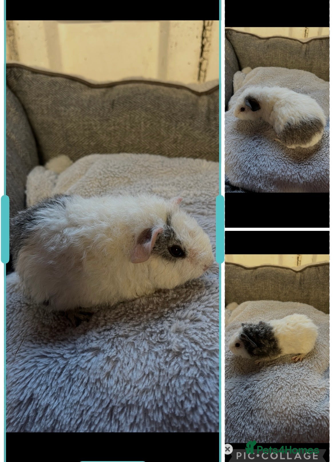 Guinea Pig rodents Last 3 Lovely Teddy Boars - READY  - Advert 19