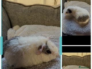 Guinea Pig rodents Last 3 Lovely Teddy Boars - READY - Advert 19