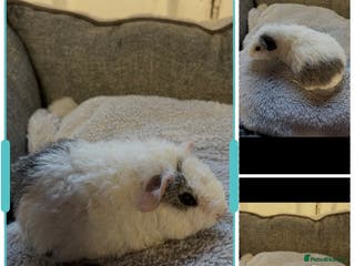 Guinea Pig rodents Last 3 Lovely Teddy Boars - READY - Advert 17