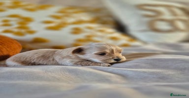 Mixed Breed dogs - Advert 7