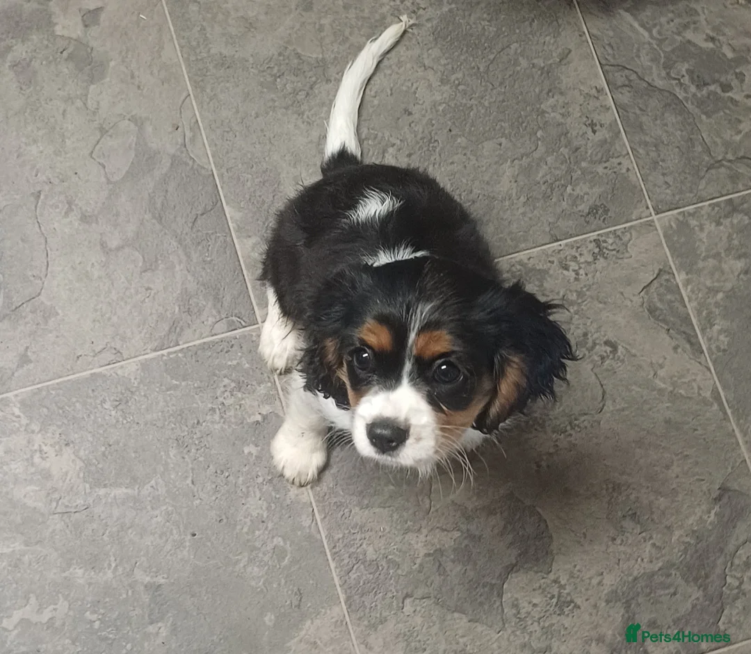 Cavalier King Charles Spaniel dogs for sale: Beautiful tri cavalier girl - Advert 1