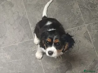 Cavalier King Charles Spaniel dogs Beautiful tri cavalier girl - Advert 1