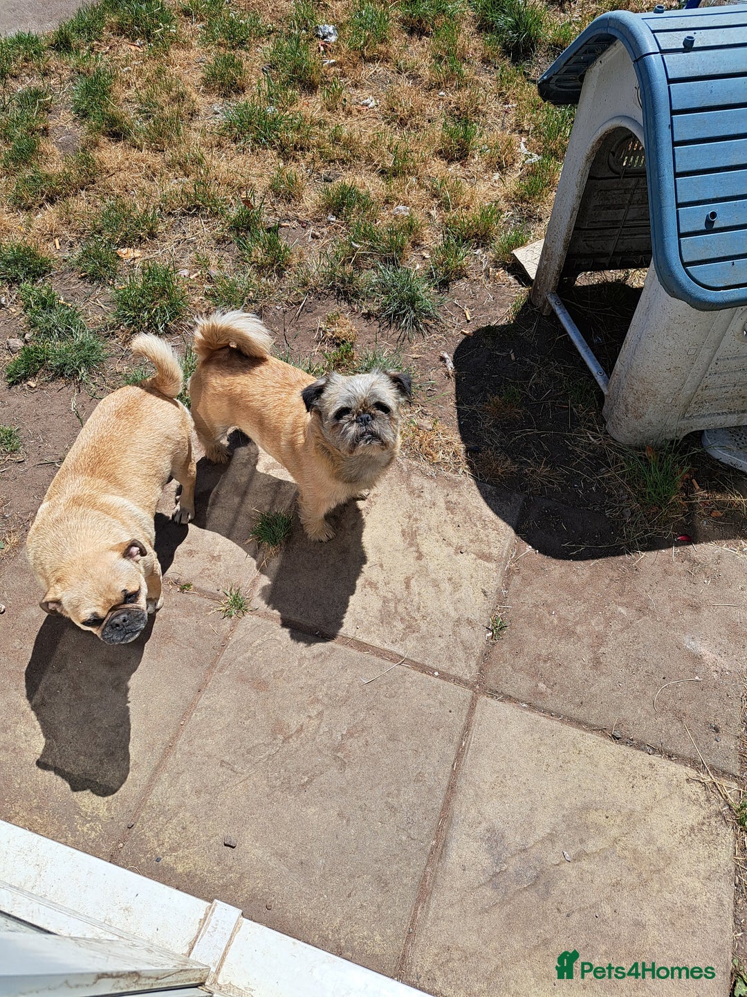 Mixed Breed dogs for sale: Perfect litter of pug cross shih-tzu  - Advert 19