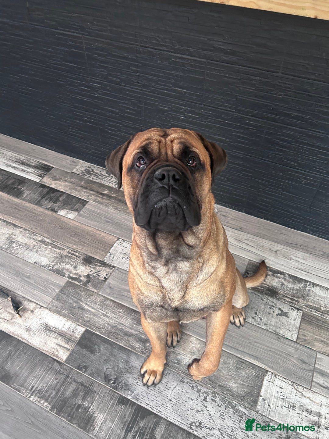 Bullmastiff dogs for stud: Gorgeous bullmastiff stud - Image 4