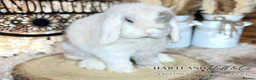 Mini Lop rabbits for sale: MINI LOPS | PEDIGREE  - Advert 19