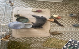 Lionhead rabbits for sale: Male Rabbit  - Advert 1