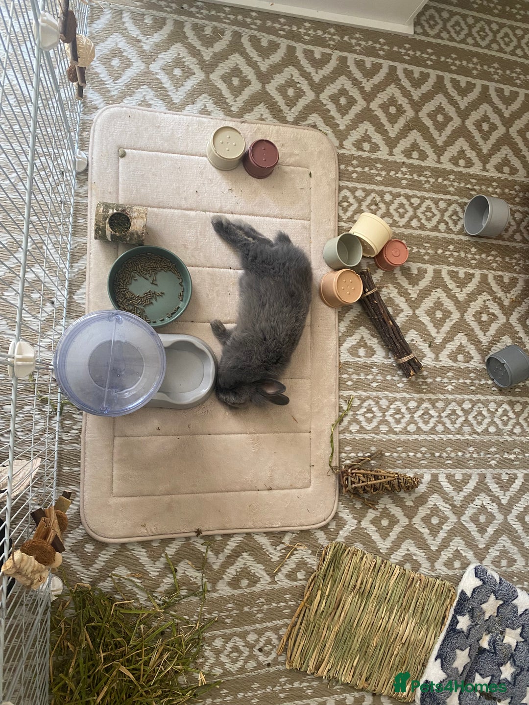 Lionhead rabbits for sale: Male Rabbit  - Advert 1