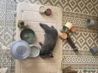 Lionhead rabbits for sale: Male Rabbit - Advert 1