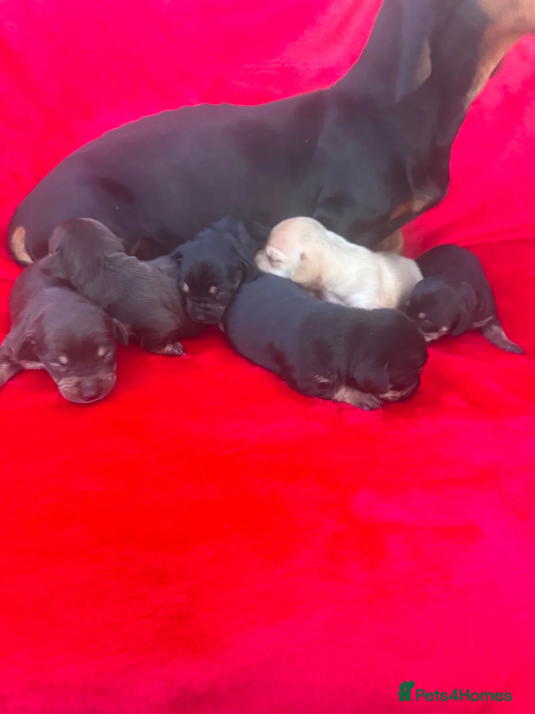 Dachshund dogs for sale: DACHSHUND PUPPIES READY 30TH AUGUST S - Advert 2