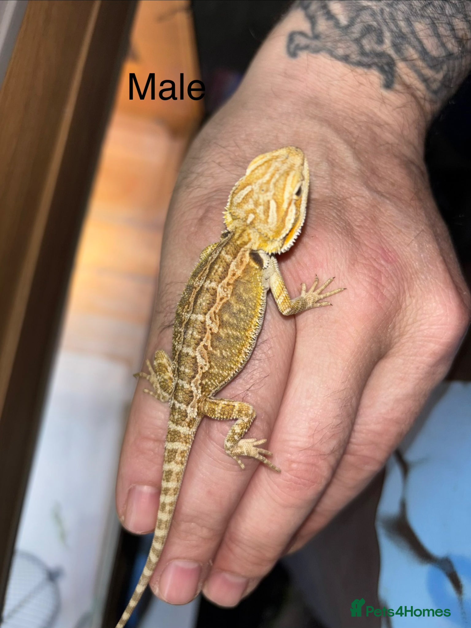 Bearded Dragon reptiles Last few baby bearded dragons - Advert 2