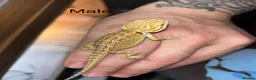 Bearded Dragon reptiles for sale: Friendly baby bearded dragons - Advert 10