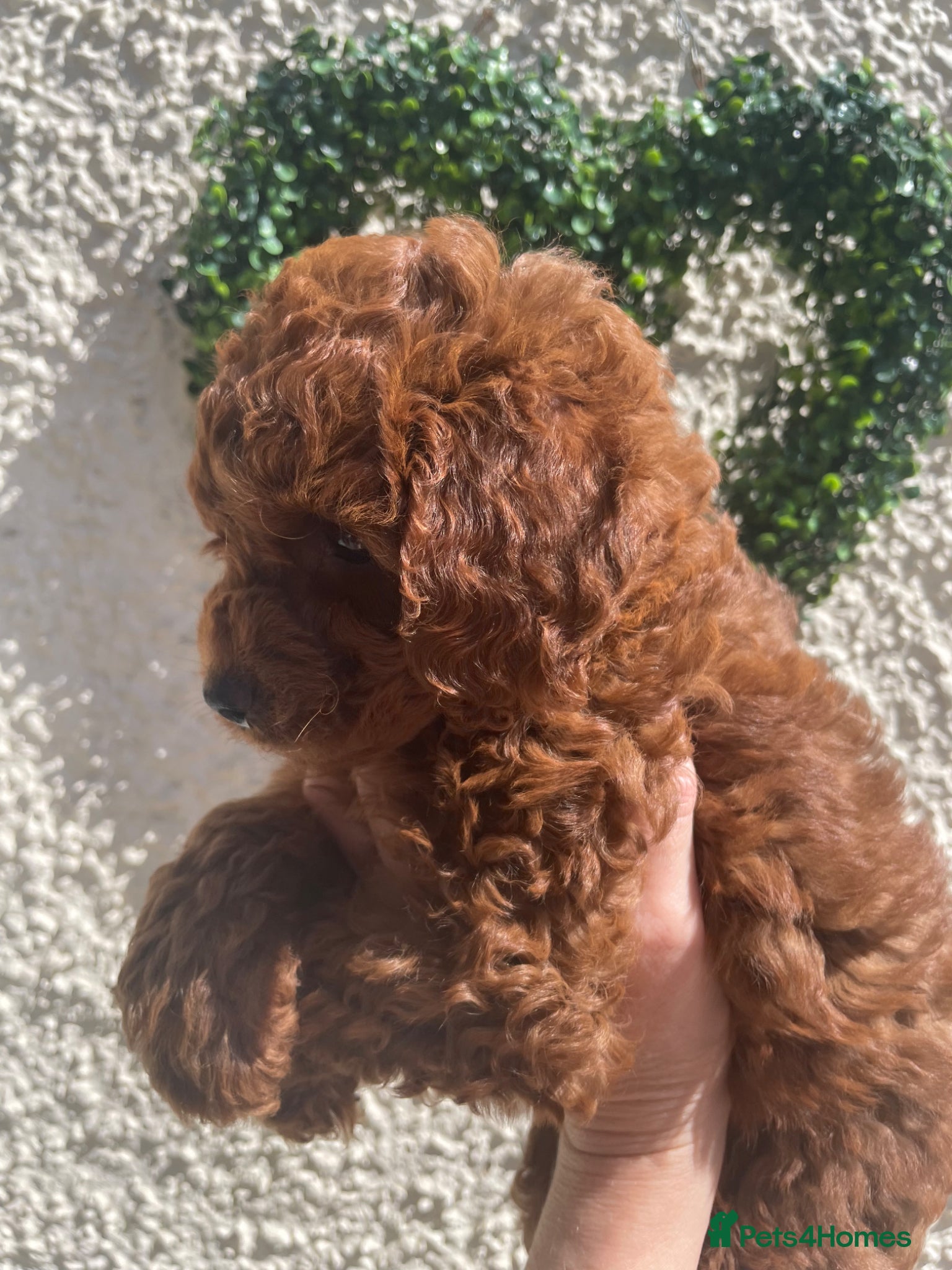 Cavapoochon dogs 3 TOY DNA Tested Hypoallergenic cavapoochons F1BB  - Advert 3