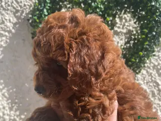 Cavapoochon dogs 3 TOY DNA Tested Hypoallergenic cavapoochons F1BB - Advert 3