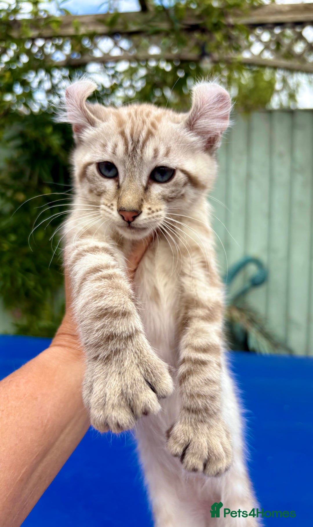 Keetso cats for sale: Super snow leopard girl  - Image 13
