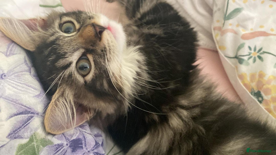 Maine Coon cats for sale: Casper  - Image 2