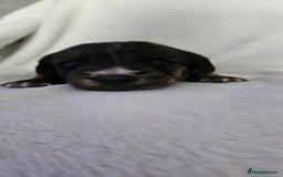 Mixed Breed dogs for sale: Toy Yorkipoo  - Image 6