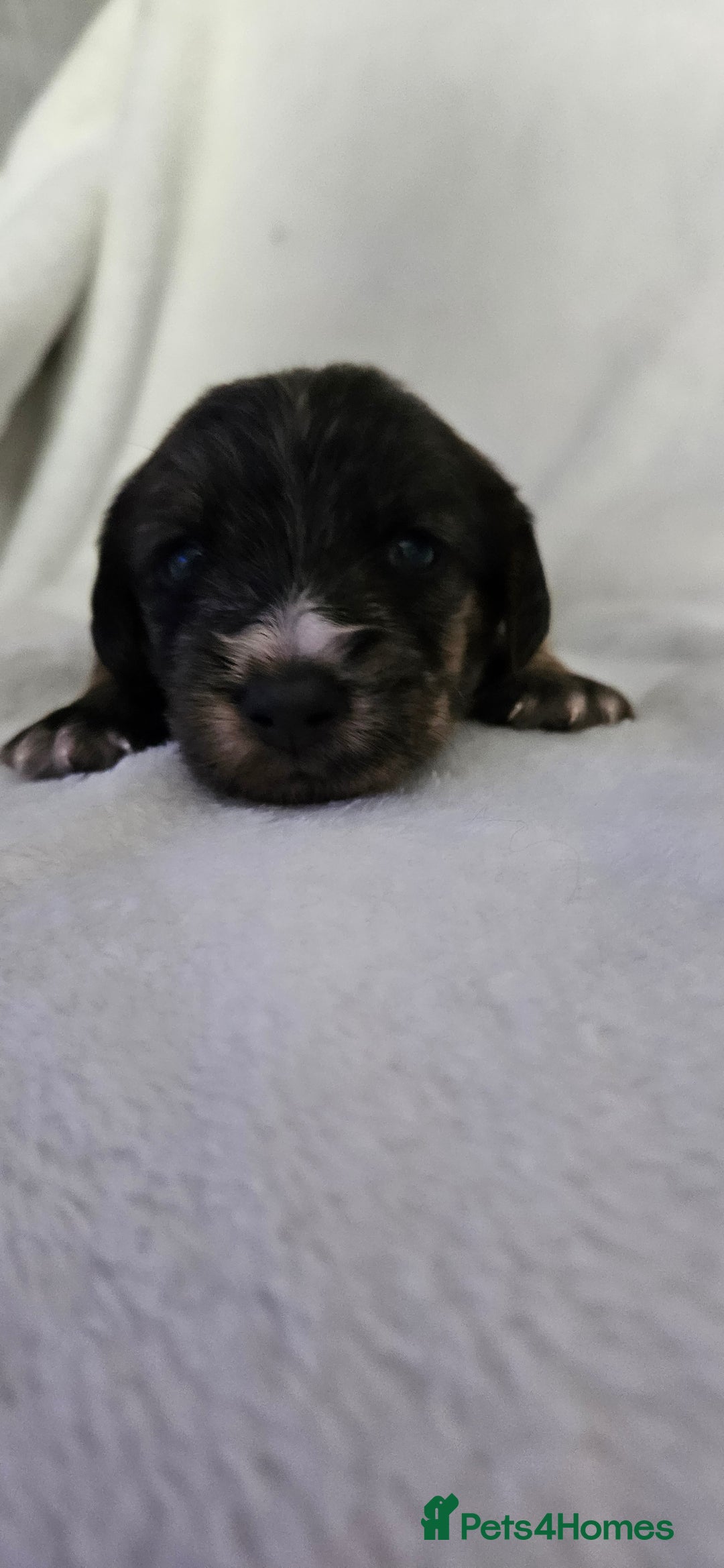 Mixed Breed dogs for sale: Toy Yorkipoo  - Image 6