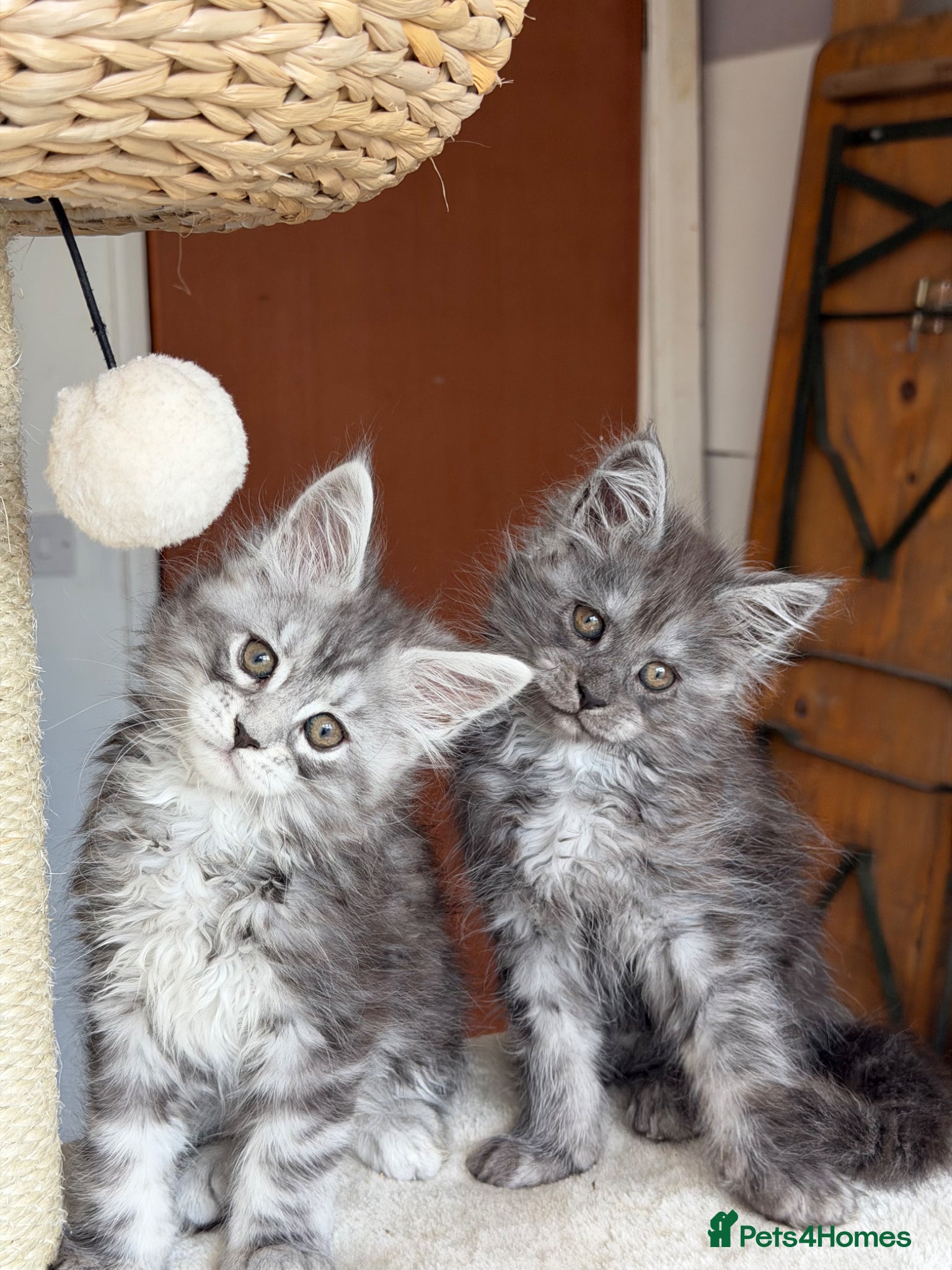 Maine Coon cats Pedigree Maine Coon Kittens, TICA Registered🏆 - Advert 5