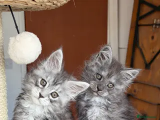 Maine Coon cats Pedigree Maine Coon Kittens, TICA Registered🏆 - Advert 5