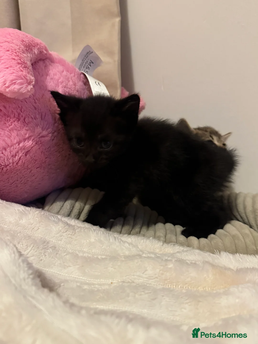 Mixed Breed cats for sale: British short hair/longhair mixed Maine coon - Advert 2