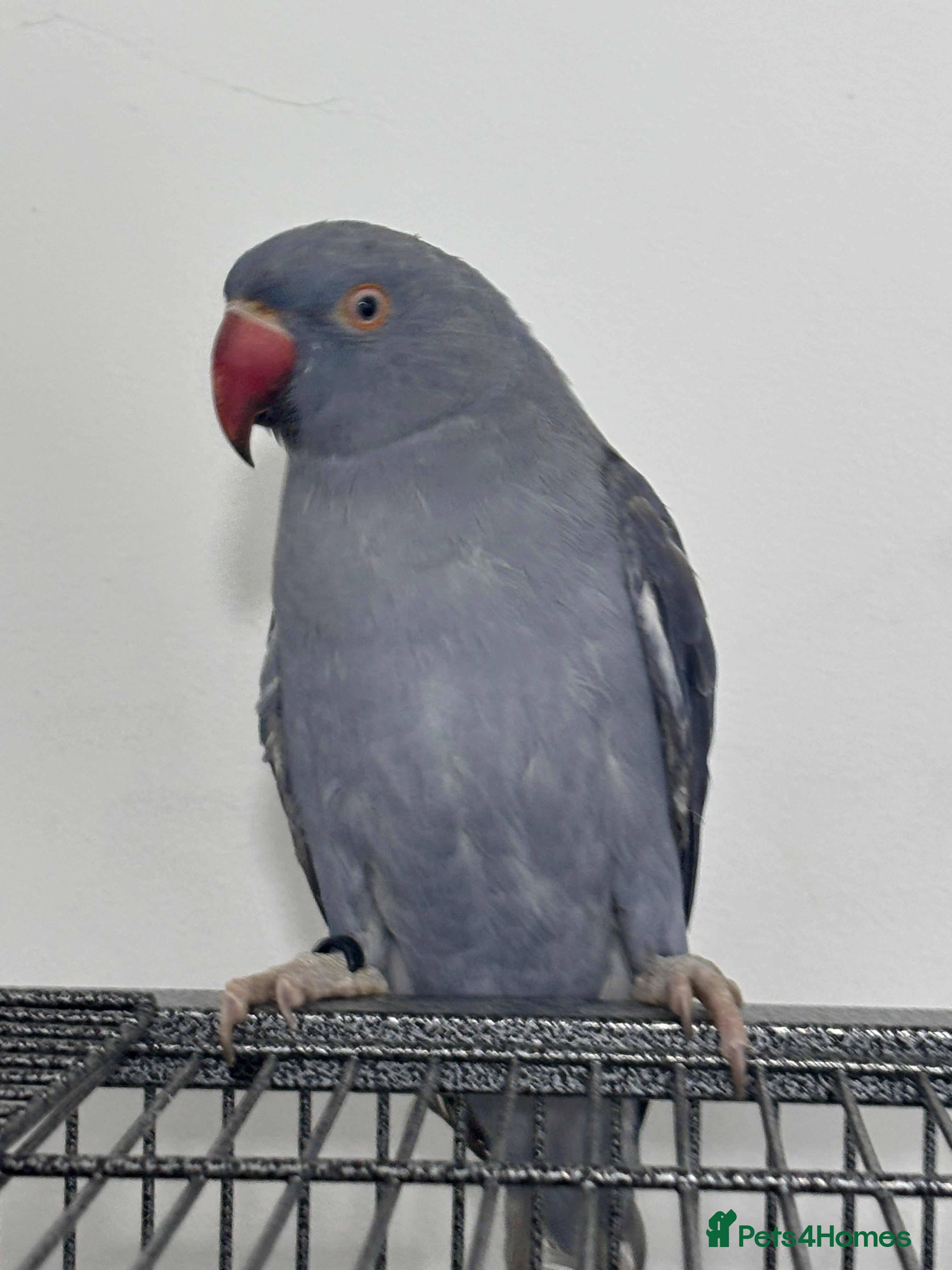 Ringnecks birds Indian Ringneck Grey & Blue Rare Colour 6 Months - Advert 1