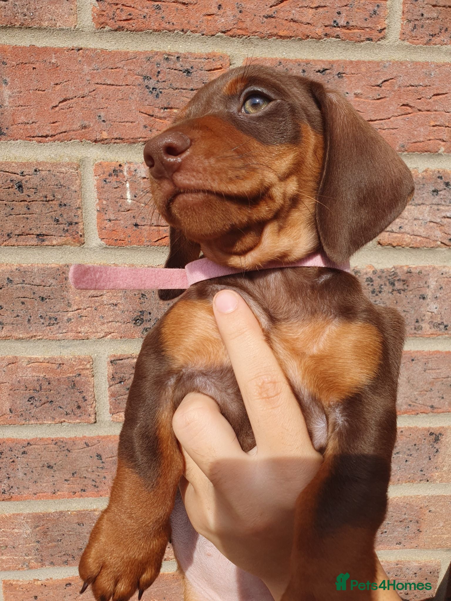 Dachshund dogs 1 Stunning Chunky female dachund left available  - Advert 1