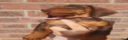 Dachshund dogs for sale: 1 Stunning Chunky female dachund left available  - Advert 9