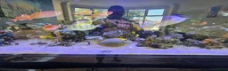 Other/Mixed Breed fish for sale: Large Marine fish in Sale - Advert 13