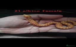 Snake reptiles for sale: Western Hognose Snakes Adults&Hatchlings - Image 2