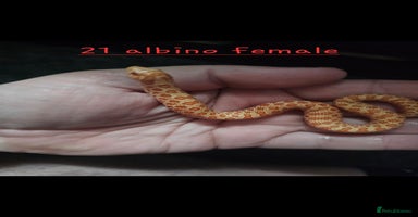 Snake reptiles - Advert 8