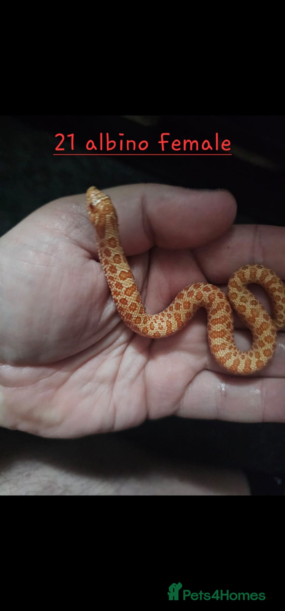 Snake reptiles for sale: Western Hognose Snakes Adults&Hatchlings - Image 2