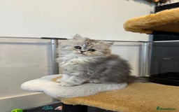 Persian cats for sale: Beautiful Persian x Exotic Kittens - Now Ready! - Image 14