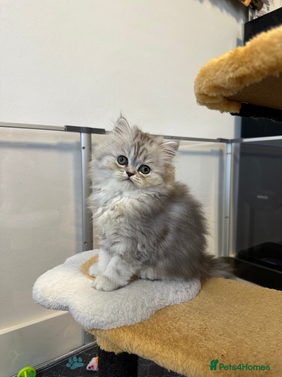 Persian cats for sale: Beautiful Persian x Exotic Kittens - Now Ready! - Image 14