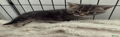 Mixed Breed Kitten 4 - Grey tabby girl 