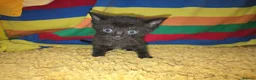 Mixed Breed cats for sale: Female Kittens for sale  - Advert 4