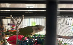 Parrots birds for sale: Quaker Parrot  - Image 2